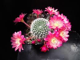 CARDON:sus flores son ricas en nectar